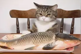 提醒：有5种鱼尽量少吃，可能很多人还不清楚，本文告诉你答案图片