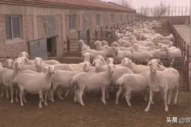 【奋斗百年路 启航新征程•同心奔小康】景泰县荣辉良种羊养殖场 ：十年如一日 做大做强湖羊育种产业图片