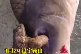 辽宁钓鱼人碰到“金蟾抱鲤”，预示好运？其实是场“惨剧”图片