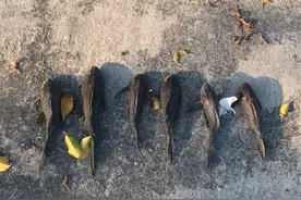 网红为博眼球无底线，往河里放生清道夫，这下把钓鱼人全惹怒了图片