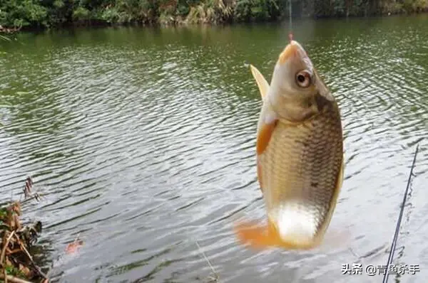 知理善用、深度解析——“钓鱼小药”在垂钓中的作用、成分、原理