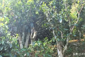 为什么常听人说4公斤左右古茶树鲜叶才能做1公斤普洱茶生茶饼茶图片