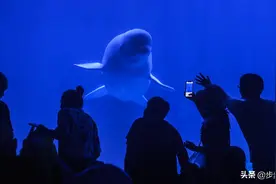 大白鲸腹大腰圆似怀孕 驯养师：它是一个“胖闺女”图片