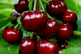 温性水果有哪些?图片