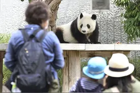 舍不得！旅日大熊猫旦旦7月回国 大批日本人冒疫情抽签告别图片