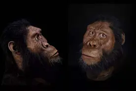 人类基因被插入猴子胚胎，导致其大脑快速进化，实验让科学家担心图片