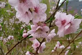 杜粉眼中的公序良俗（驳许粉眼中的公序良俗论）图片