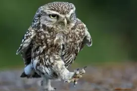 猫头鹰与蛇谁厉害？猫揍了蛇，蛇误把猫头鹰当仇家，猫头鹰背黑锅图片