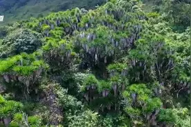 约500亩！长在石灰岩层上的龙血树群图片