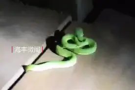 真奇怪！竹叶青下树，暗示了什么？海丰大面岭台阶发现了一条毒蛇图片