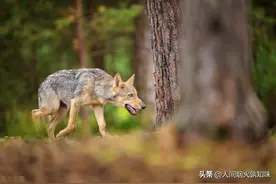 烈士张民宽：英勇无畏，嫉恶如仇，在绵竹七四农民暴动中牺牲图片