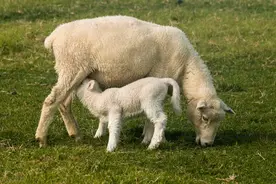 母羊奶水不足羊羔不长肉，用这4个方法轻松催奶图片