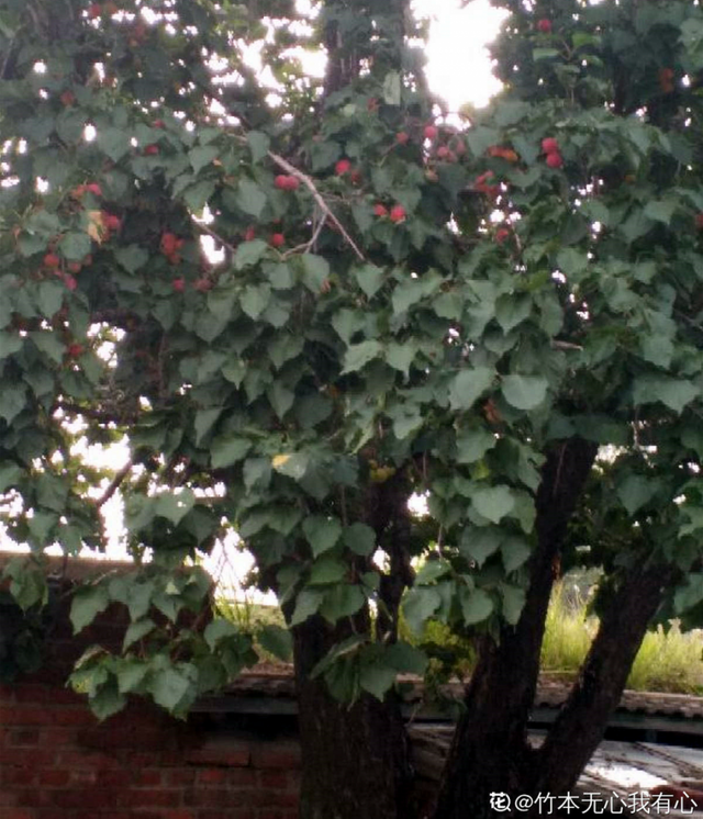 人为名高名丧人(树大招风下一句是什么?