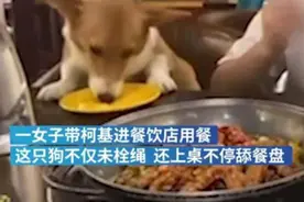 云南一女子带柯基去餐馆吃饭，让狗狗上桌舔餐盘图片