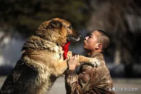 兵哥哥接受采访时，军犬突然撒起了娇，黏人小动作萌翻全网图片