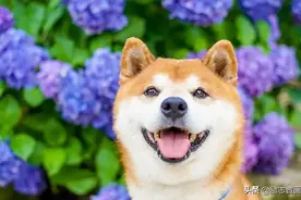 柴犬与花的合照，治愈了无数人：愿山河无恙，岁月无殇图片