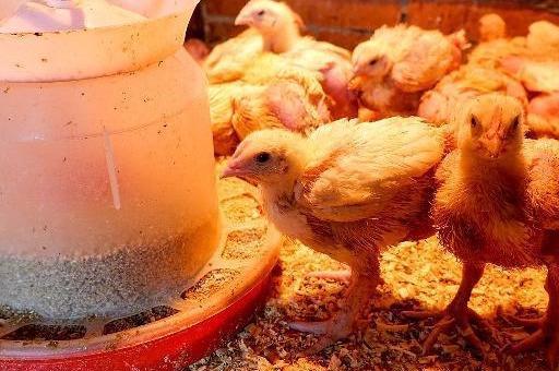 「养鸡技术」2块钱一斤的石膏粉，在养鸡中作用这么大，不可思议