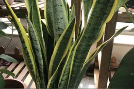 虎皮兰不用买，一根叶子，就能插出一盆虎皮兰图片