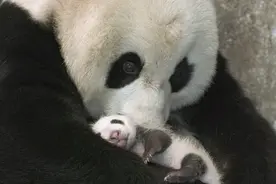 辟谣：大熊猫的战斗力是吹出来的吗？秒杀狮虎、快过刘翔是真是假图片