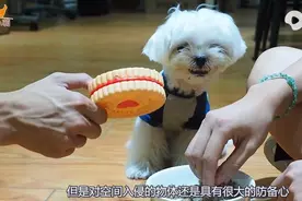小狗吃饭，家人不能靠近一步！连拿骨头靠近都被无差别攻击图片