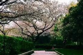 2020，武汉艰难的一年，武大樱花更美，期待你的涅槃重生。图片