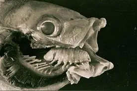 （虫恐预警）抱脸怪、食舌虫、异形、LGBT代言人：缩头鱼虱图片