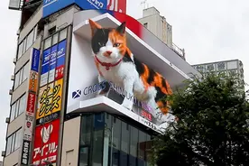 日本新宿街头出现一只巨型三花猫，网友看到忍不住称赞：卡哇伊图片