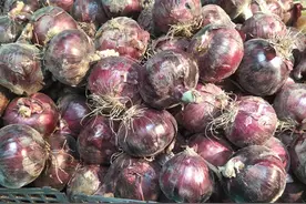 一样是洋葱，白皮的和紫皮有什么区别？老农民告诉你，别再买错了图片