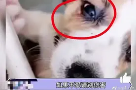 反转了？“洗衣机虐柯基”居然是造谣？图片