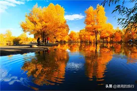 自驾额济纳旗｜邂逅金秋胡杨图片