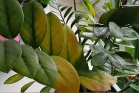 秋天养金钱树，牢记4个要点，长势旺盛状态好，枝繁叶茂还油绿图片