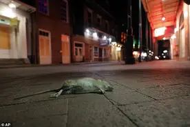 美国老鼠没有食物来源，开始争夺食物互相残杀，老鼠正成为食人鱼图片