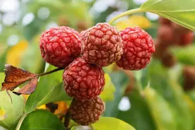 农民讨厌的柘树，曾是帝王木价值珍贵，能做染料做家具和工具图片