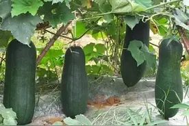 16种蔬菜   ，你不知道的种植绝招，学会了让菜地产值翻倍图片