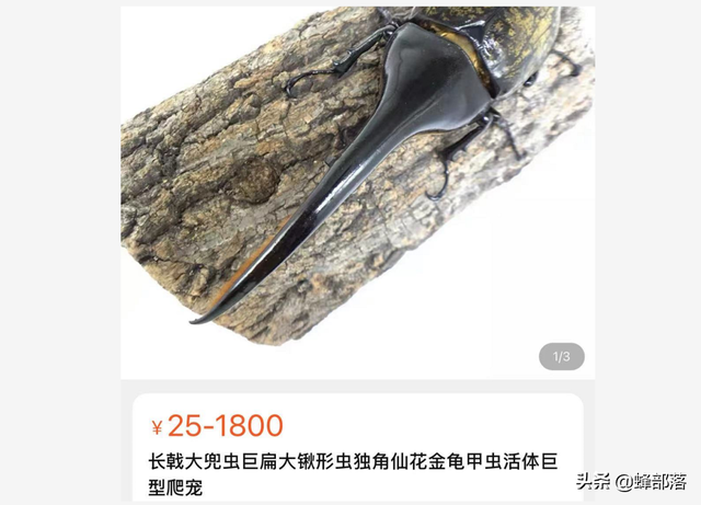 农村人儿时的玩物，高级血统1只近2千元，独角仙为啥成了宝贝？