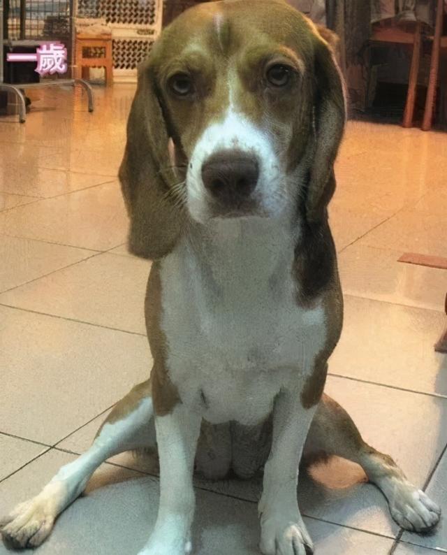 翻看旧照片发现，狗子居然养着养着变色了