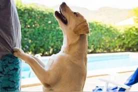 超通人性的8种狗，养上一只，都让人觉得省心图片