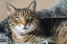 繁育经验：小猫涨肚的原因有哪些呢？图片