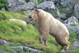 原来汉中唯一的大型动物园在这里图片
