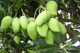 越南青芒大量滞销，都烂在地里果农也不敢采，中国为啥不愿买呢？图片