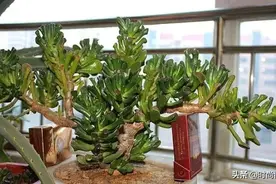 卧室这“2种树”不仅耐阴、耐旱，还能“除螨”去味，难怪睡得好图片