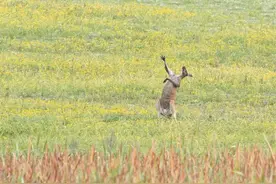 那些摄影师拍下的动物搞笑瞬间图片