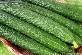 买黄瓜，直的好弯的好？60岁菜农教你一招，我也刚知道，别买错了图片