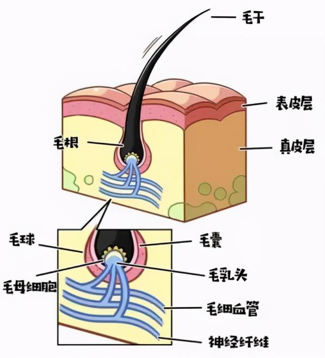 再见吧，脱发君