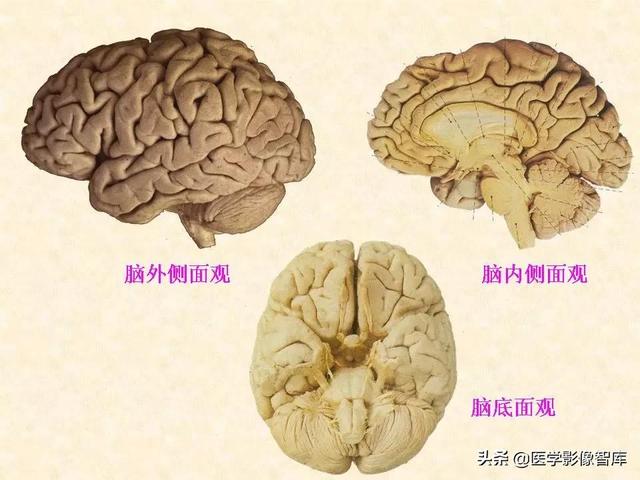大脑,小脑,脑干的作用分别是什么（脑干小脑及间脑解剖）