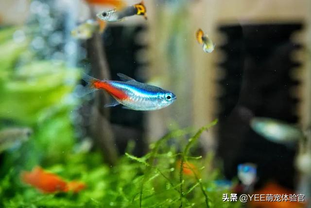 为什么鱼的鱼鳞会竖起来
