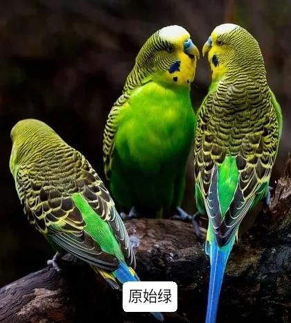 黄绿鱼鳞鹦鹉