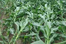 持续降雨过后，玉米倒伏了怎么办？图片