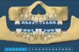 组图带你了解宝宝的牙齿生长顺序，一目了然，爸妈再也不用纠结了图片
