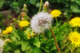 日语「蒲公英」读作「かまこうえい」吗？不！它的真实发音是…图片